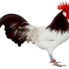 Lakenfelder enano