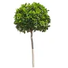 Laurel