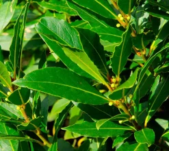 Laurel