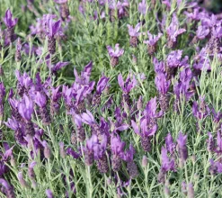 Lavanda