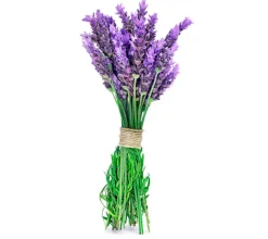 Lavanda