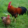 Leghorn enano (Italiana enana)