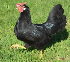 Leghorn enano (Italiana enana)