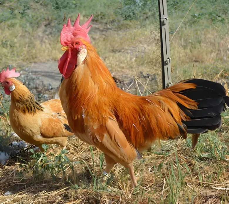 Leghorn enano (Italiana enana)