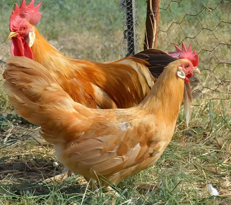 Leghorn enano (Italiana enana)