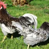 Leghorn (Italiana)
