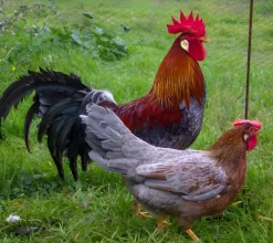 Leghorn (Italiana)