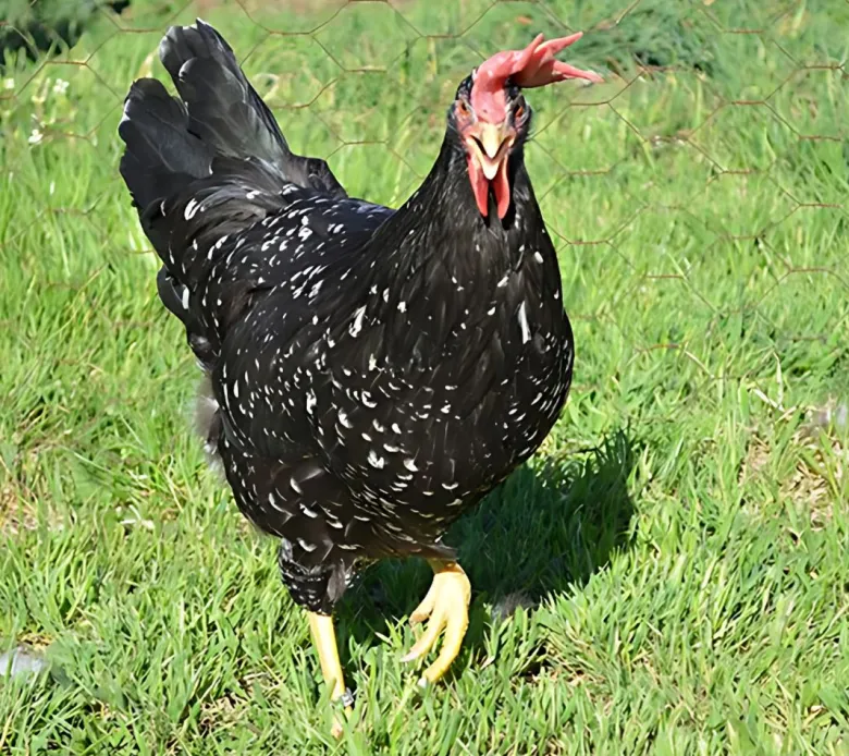 Leghorn (Italiana)
