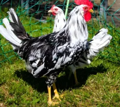 Leghorn (Italiana)