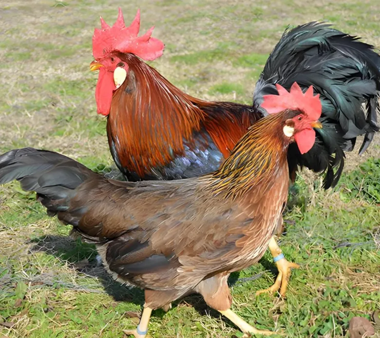 Leghorn (Italiana)