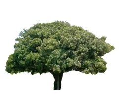 Lentisco