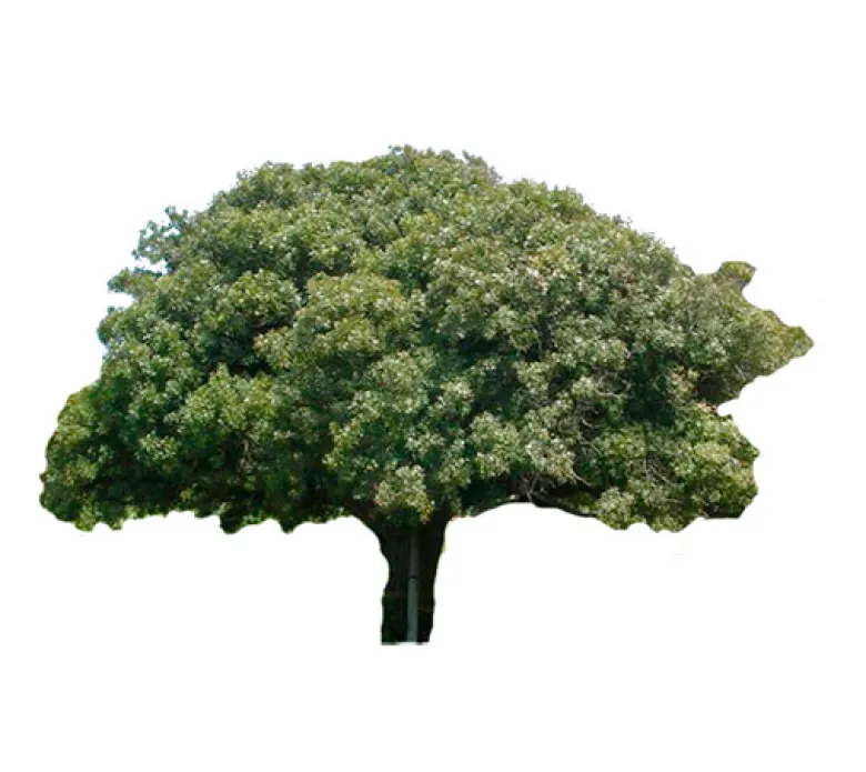 Lentisco