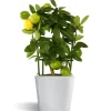 Limequat