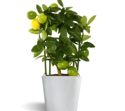 Limequat