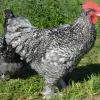 Malinas