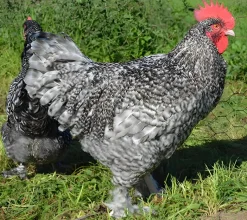 Malinas