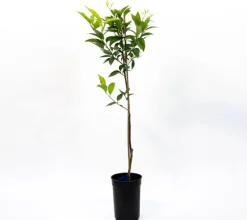 Mandarino