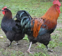 Marans