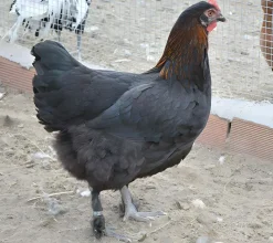 Marans