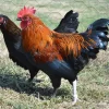 Marans enano