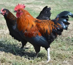 Marans enano
