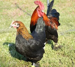 Marans enano
