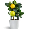 Meyer Lemon