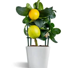 Meyer Lemon