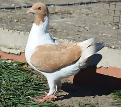 Modenesa alemana