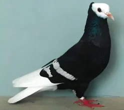Monje de Alemania
