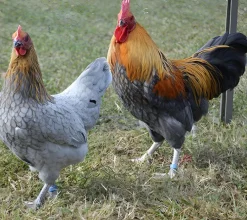 Niederrheiner enana