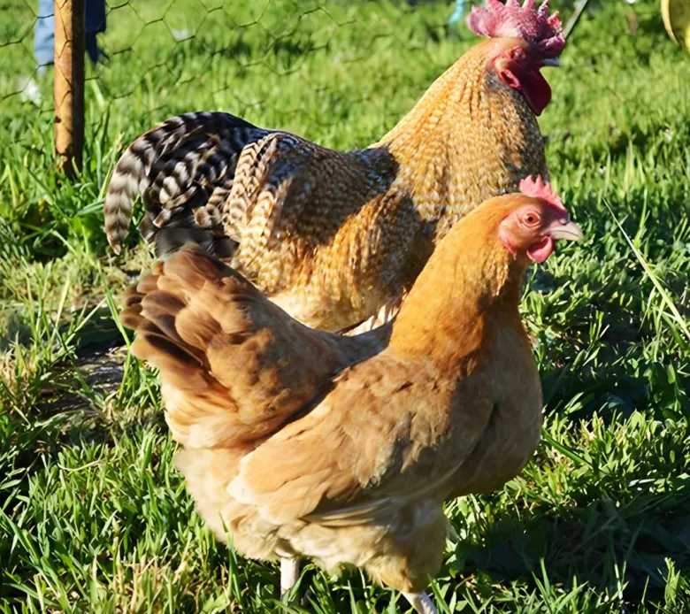 Niederrheiner enana