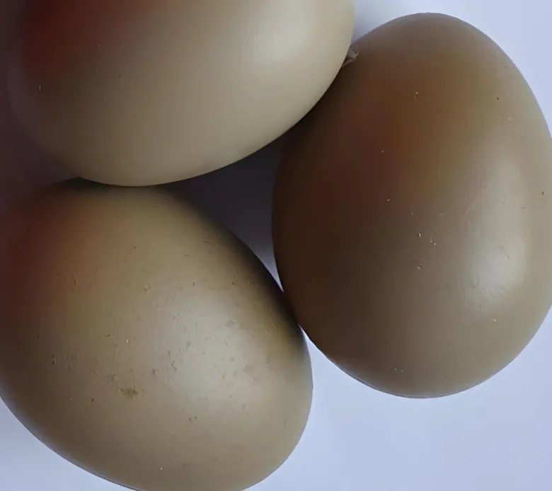 Olive egg