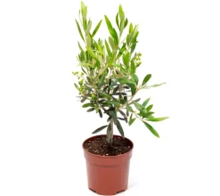 Olivo