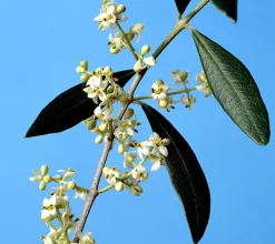 Olivo Manzanillo