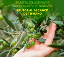 Olivo Manzanillo