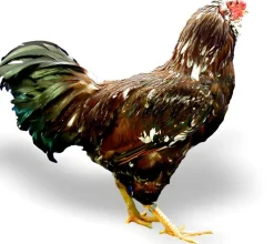 Orloff