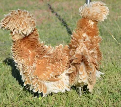 Paduana