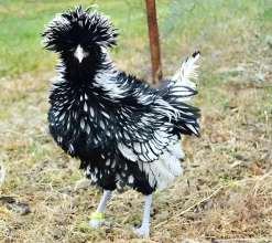 Paduana
