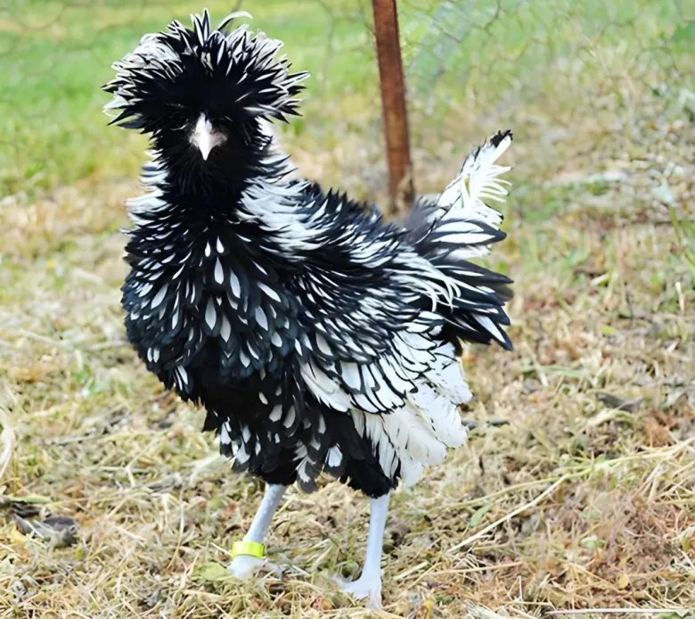 Paduana