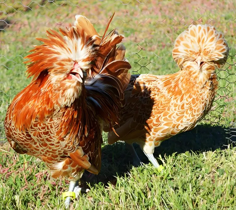 Paduana