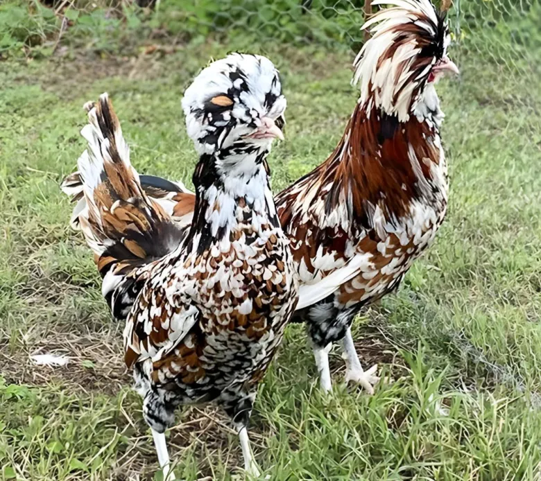 Paduana (tamaño grande)