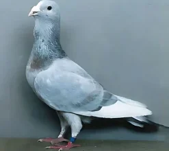 Papada de Ádana