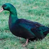 Pato Cayuga