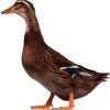 Pato doméstico