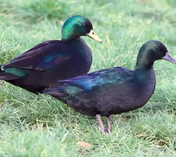 Pato esmeralda