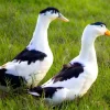 Pato Magpie