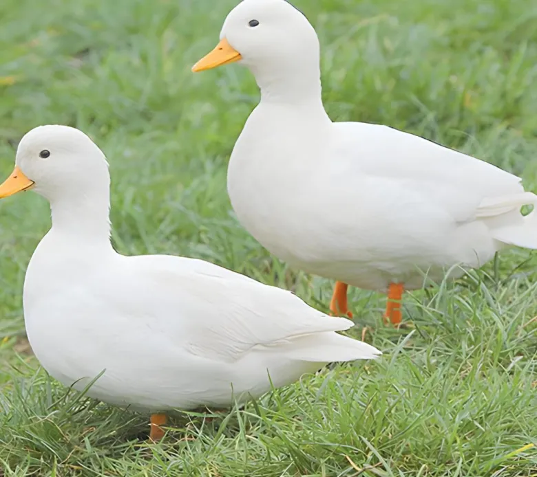 Pato miñon
