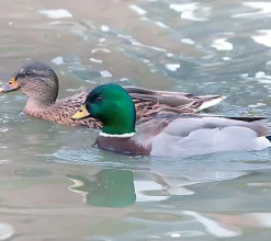 Pato miñon