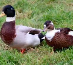 Pato miñon